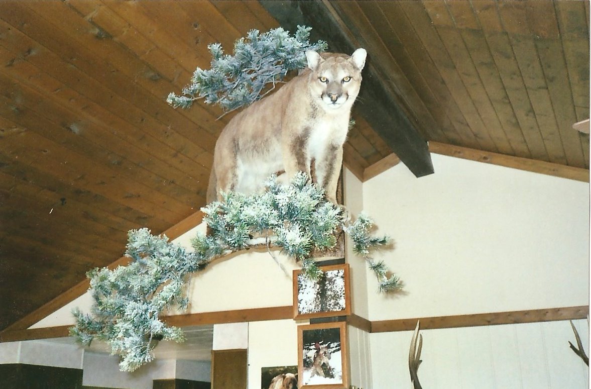 mounted lion