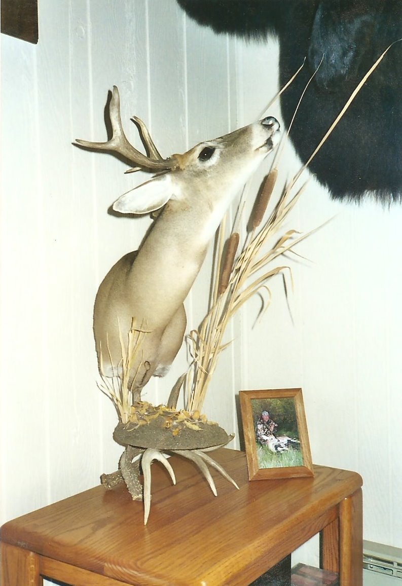 colorado whitetail
