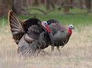 wildturkey