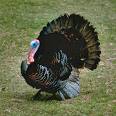 wildturkey2